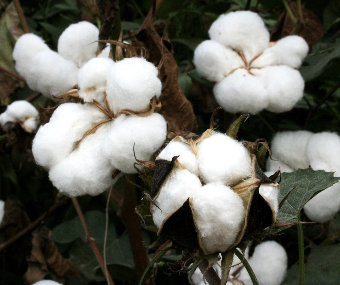 Latest company case about Sustainable Luxury Yarn Solution for European Fashion Brand